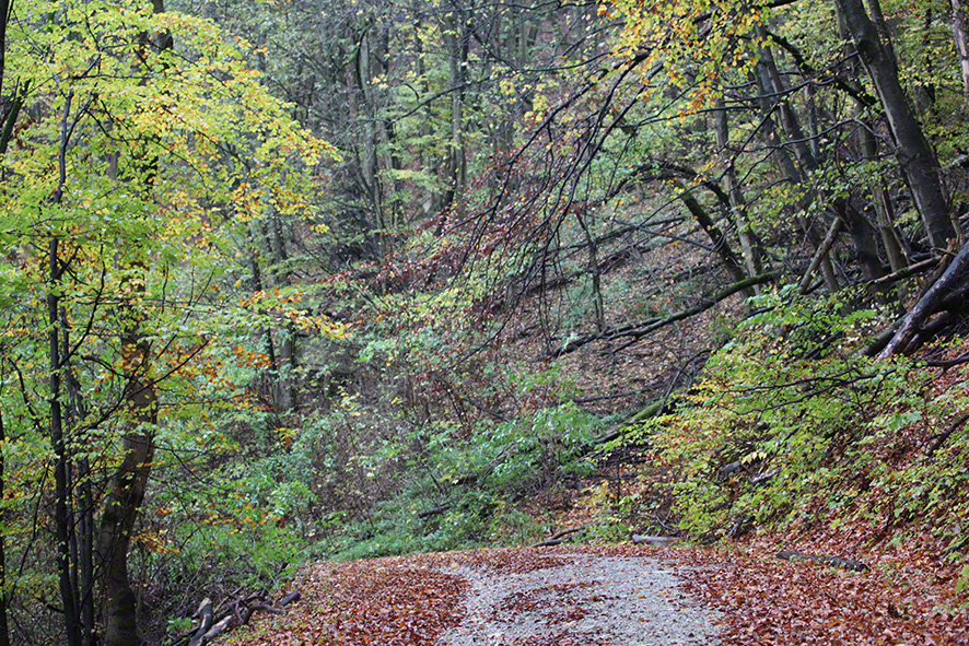 Weg zur Sulzwiese