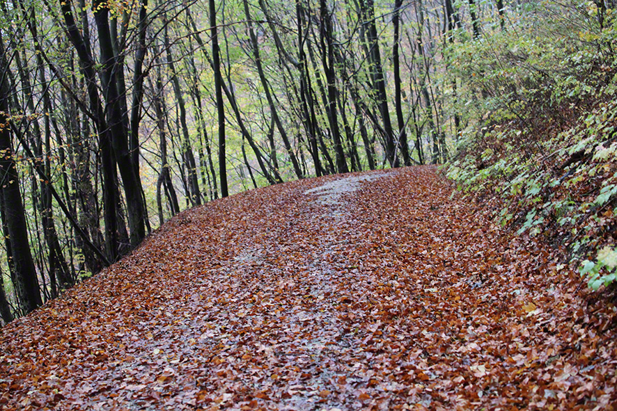 Weg zur Sulzwiese