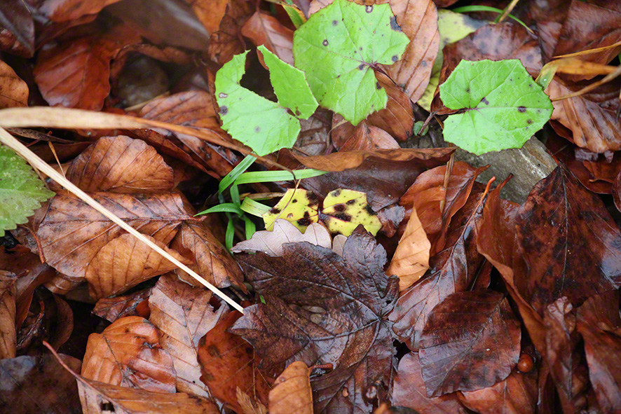 Gelb-braunes Blatt