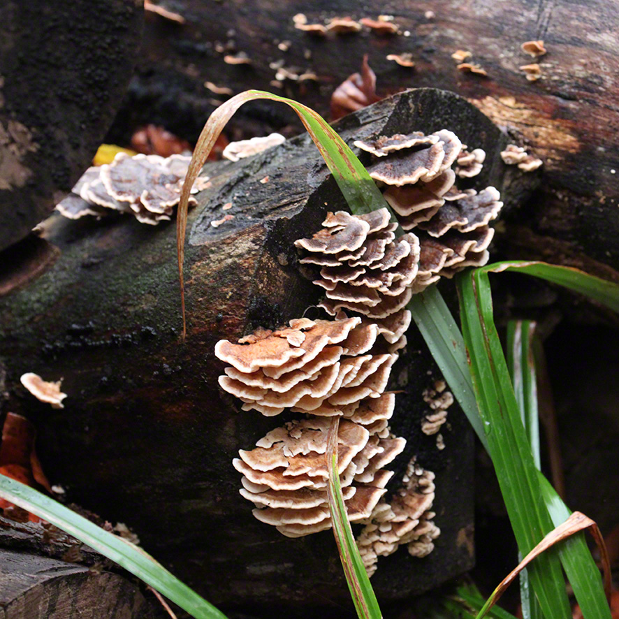 Pfad durch den Wald zur Sulzwiese, Pilze
