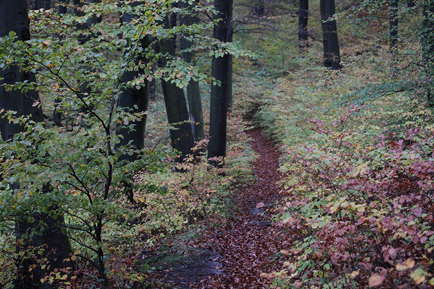 Pfad durch den Wald zur Sulzwiese