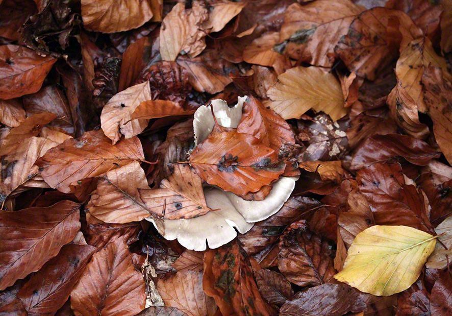 Pfad durch den Wald zur Sulzwiese, Pilze