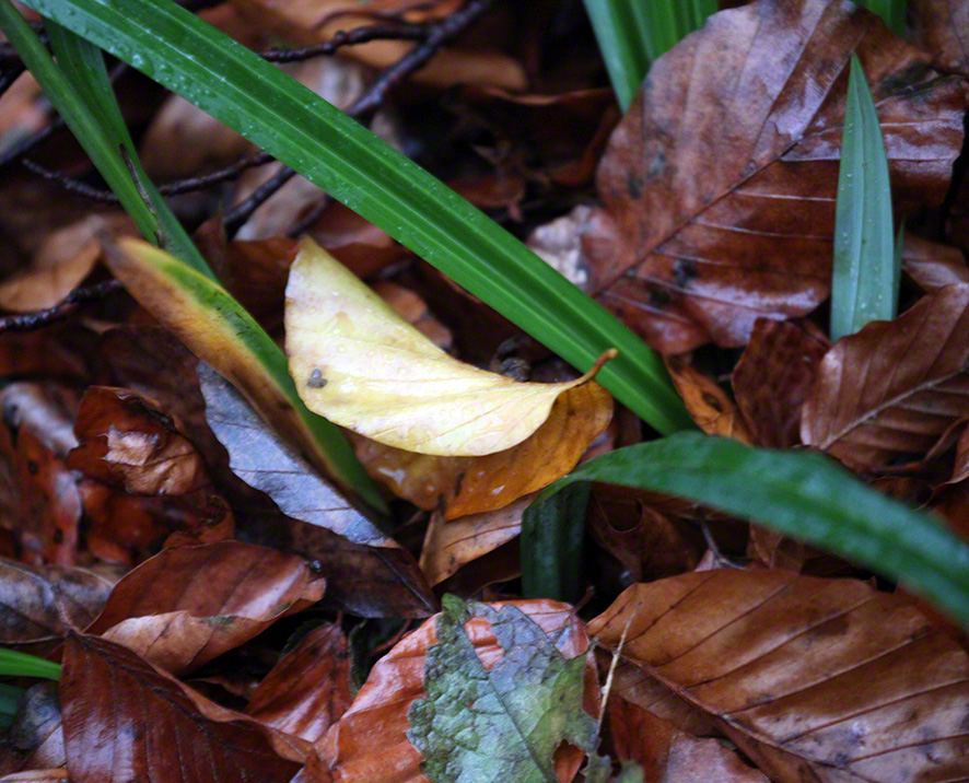 Pfad durch den Wald zur Sulzwiese, Blatt-Stilleben