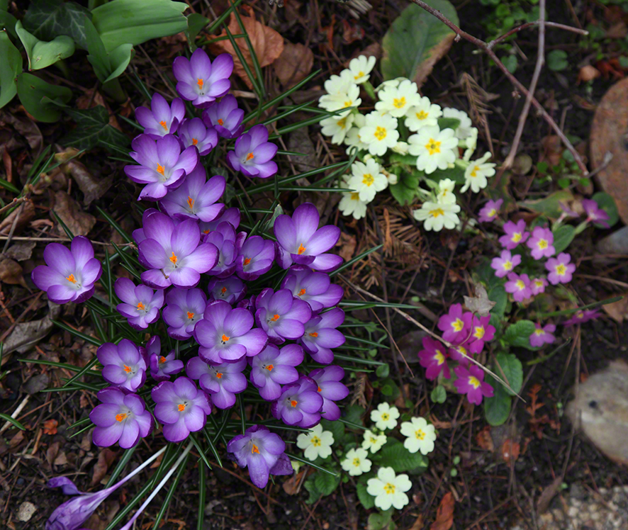 Garten-2020-03