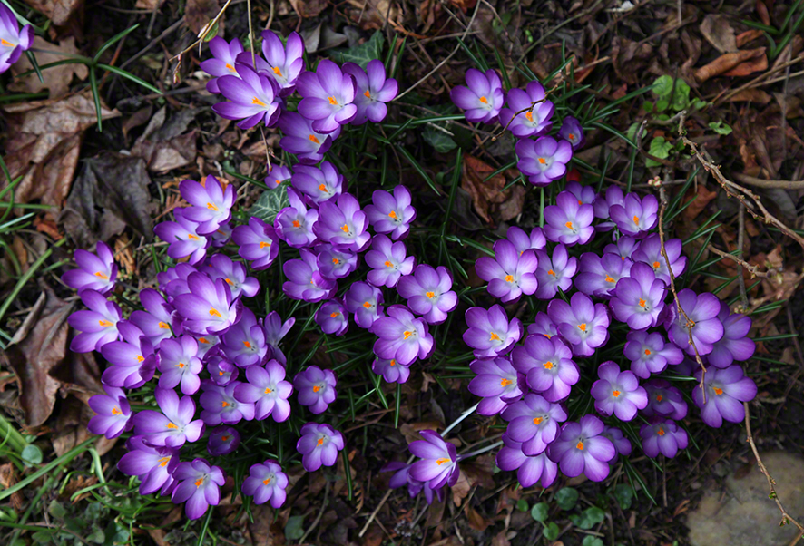 Krokusse Garten