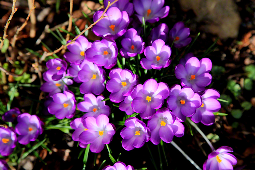 Krokusse Garten