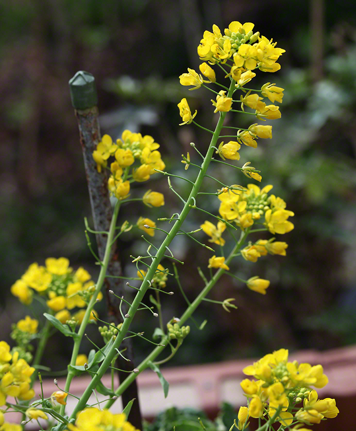 Chinakohl Garten