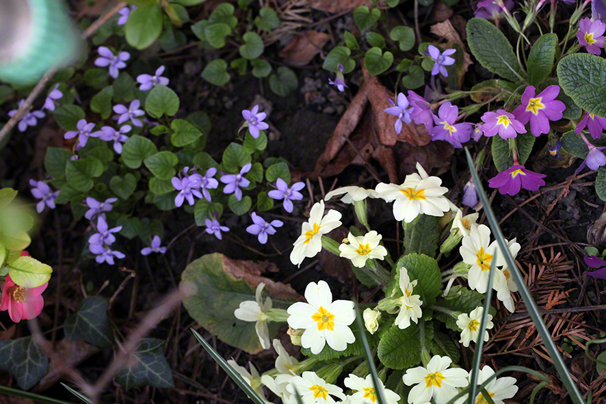 Primeln Garten