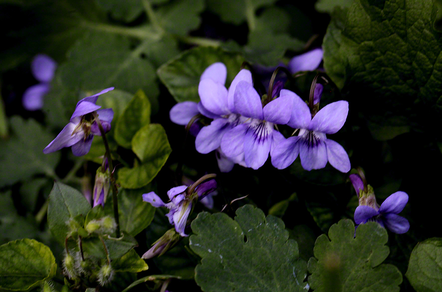 Veilchen Garten