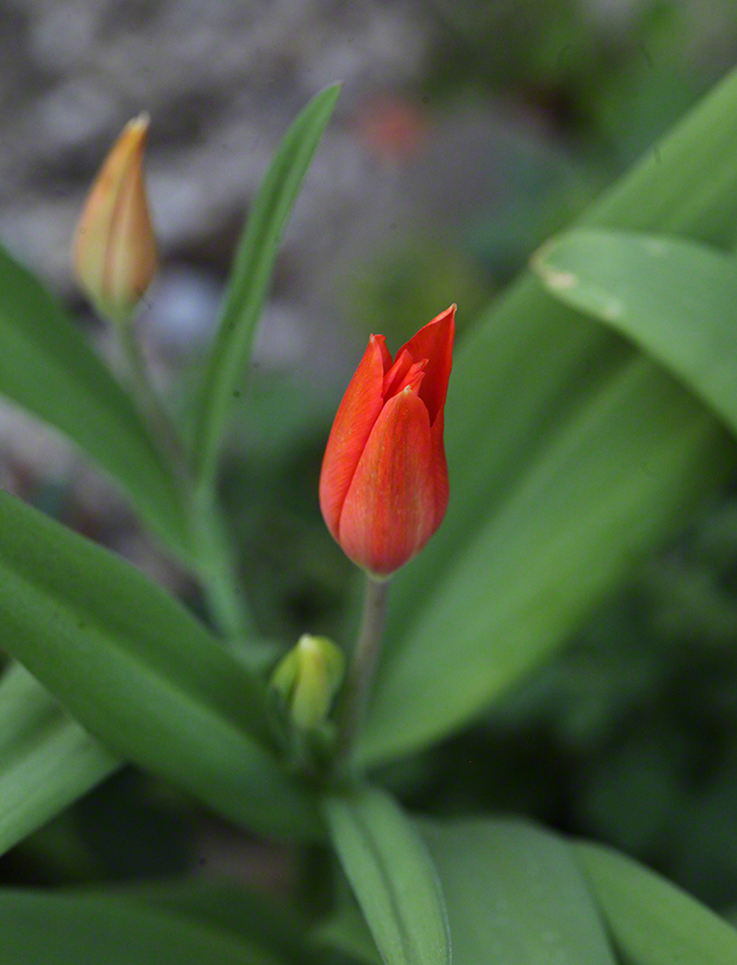 Tulpe Garten
