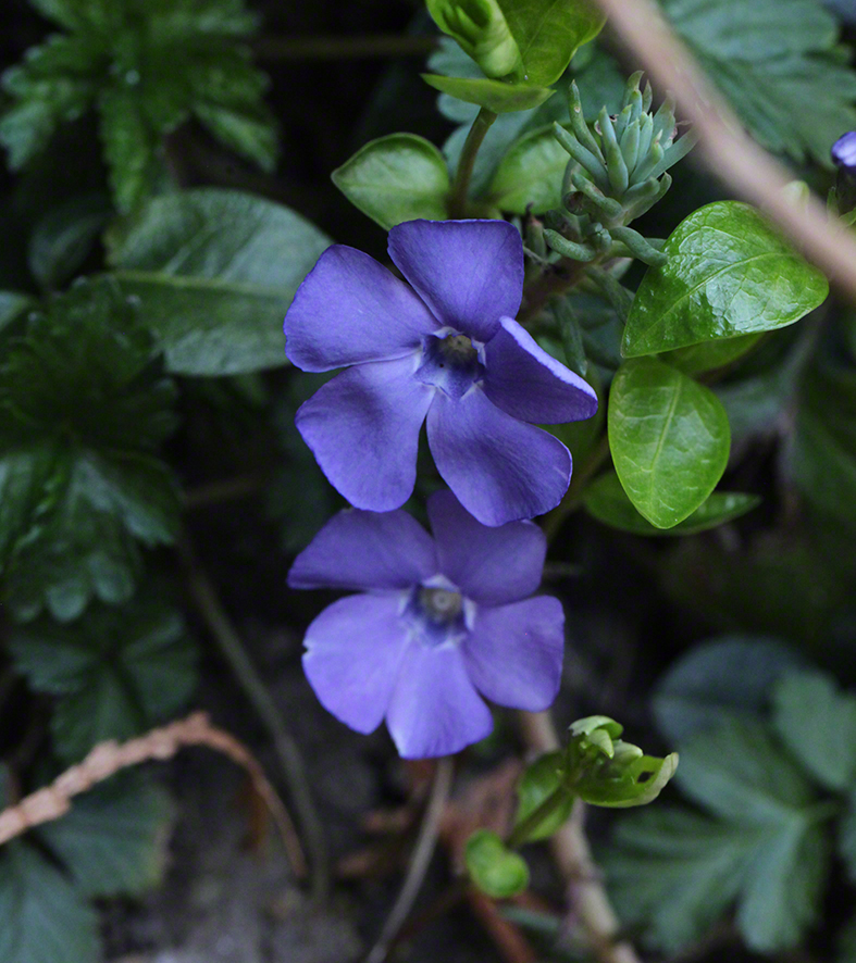 Immergrün Garten
