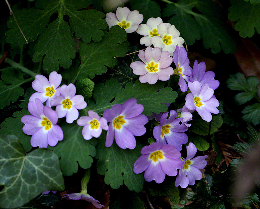 Primeln Garten