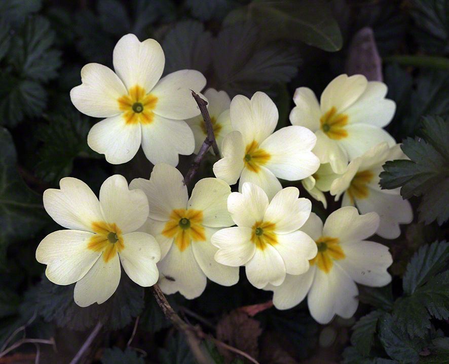 Primeln Garten