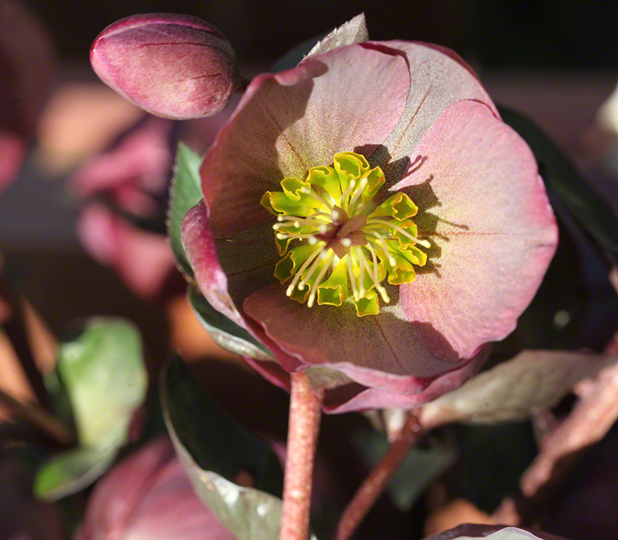 Rote Schneerose Garten