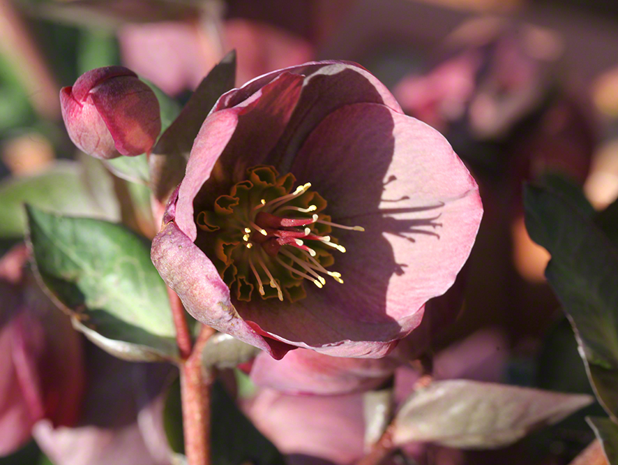 Rote Schneerose Garten