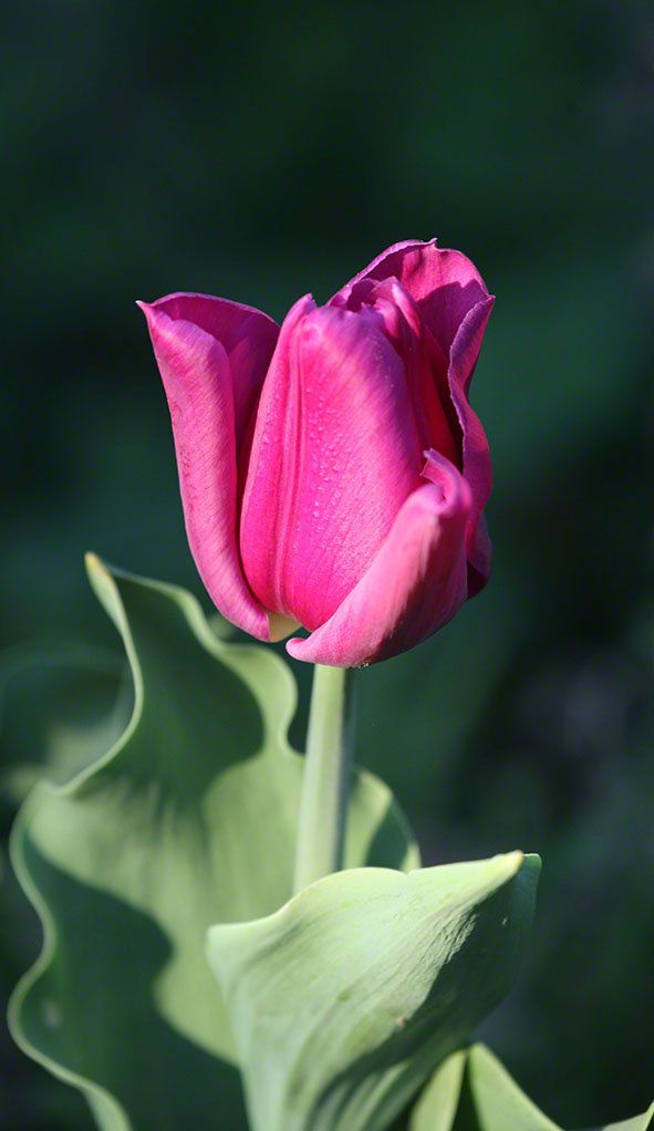 Tulpe