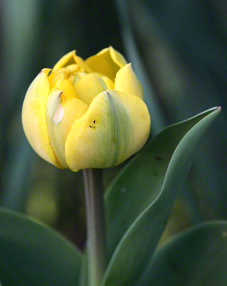 Tulpe