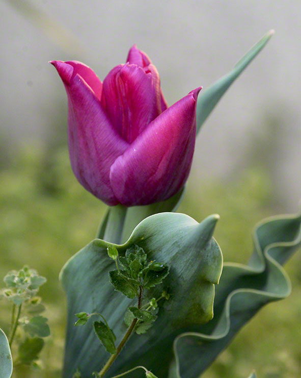 Tulpe