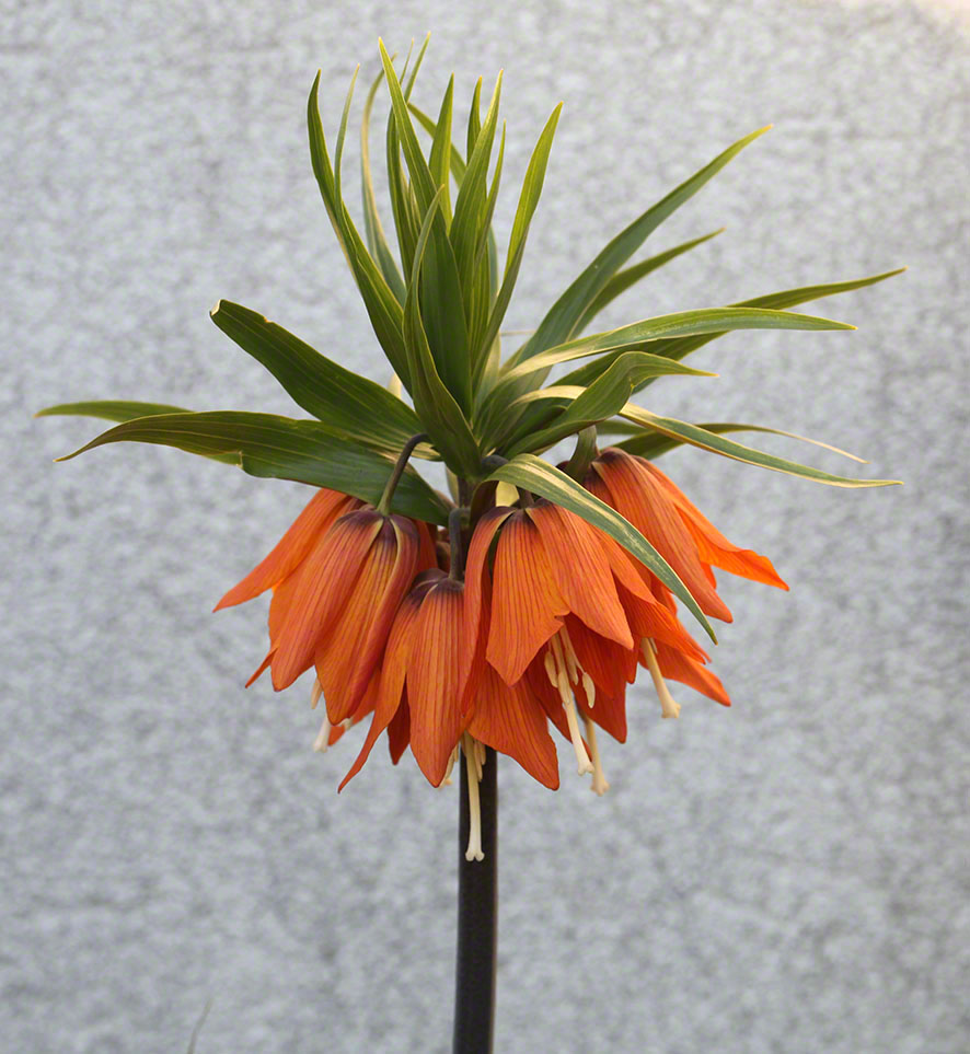 Kaiserkrone