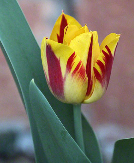 Tulpe