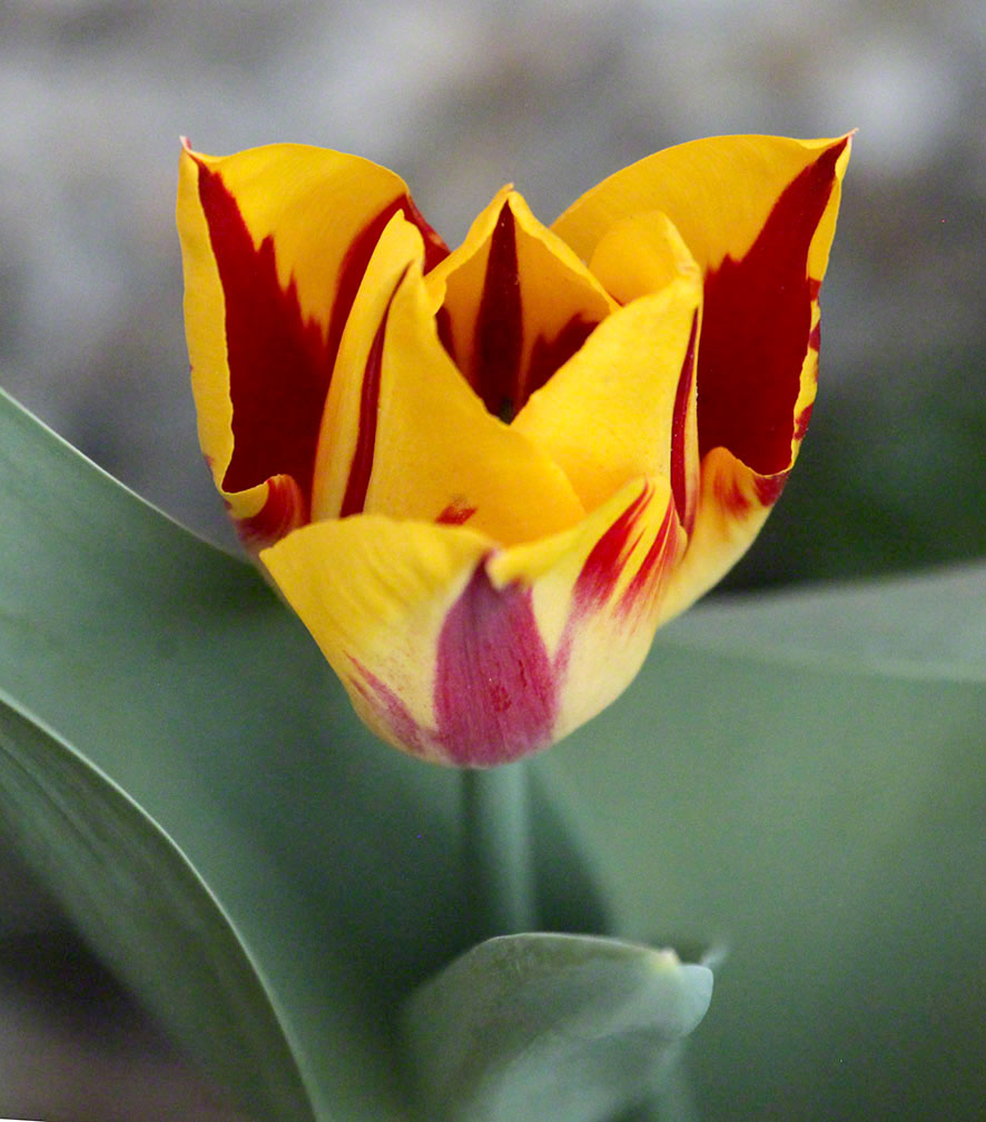 Tulpe