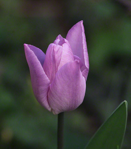 Tulpe
