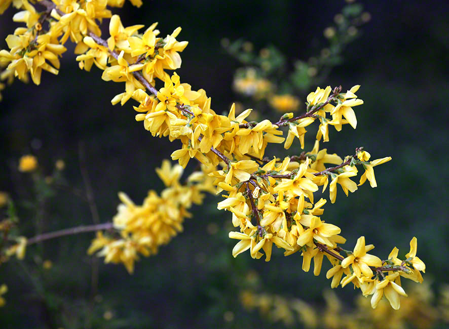 Forsythie