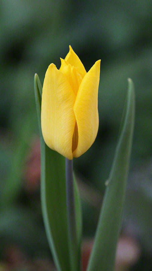 Tulpe