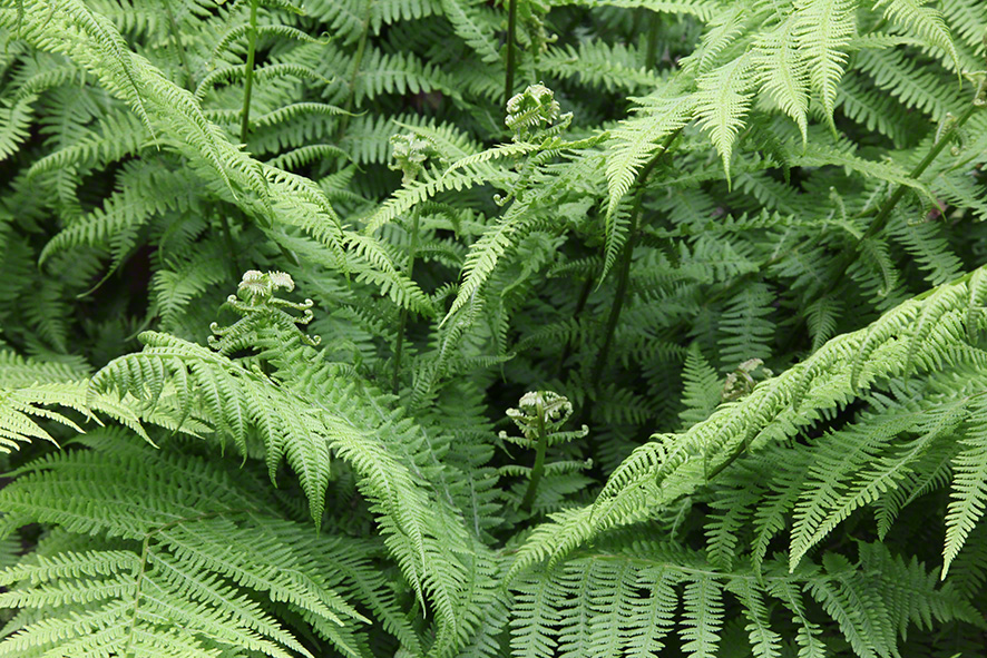Sieveringer Garten Mai 2020