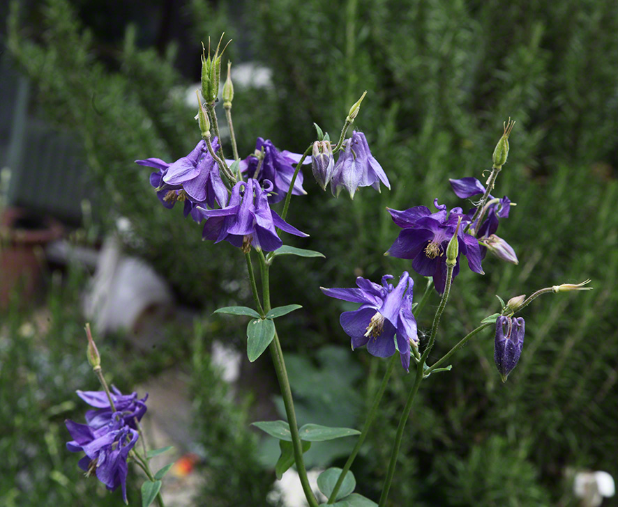 Sieveringer Garten Mai 2020