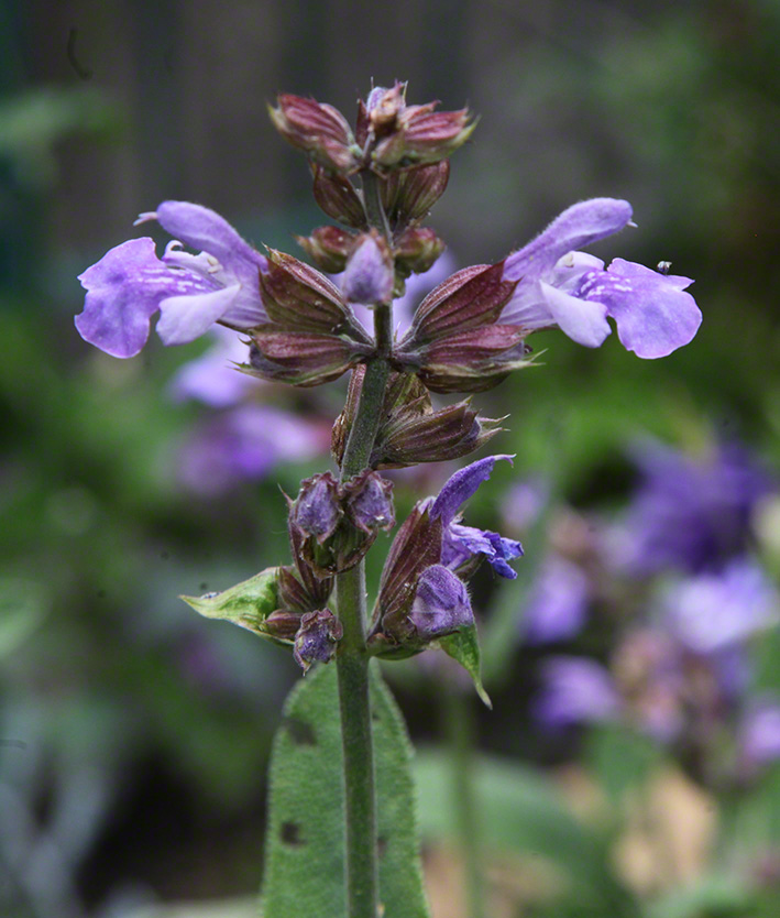 Sieveringer Garten Mai 2020