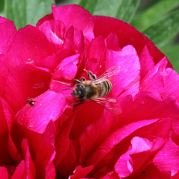 Sieveringer Garten Mai 2020