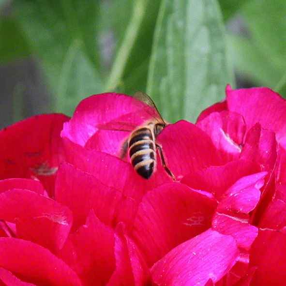 Sieveringer Garten Mai 2020