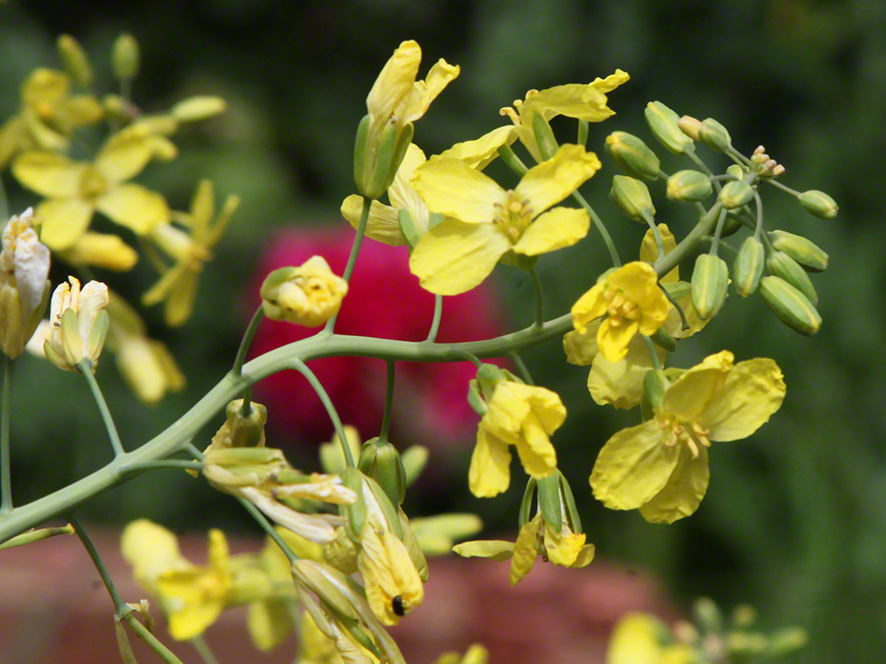 Sieveringer Garten Mai 2020