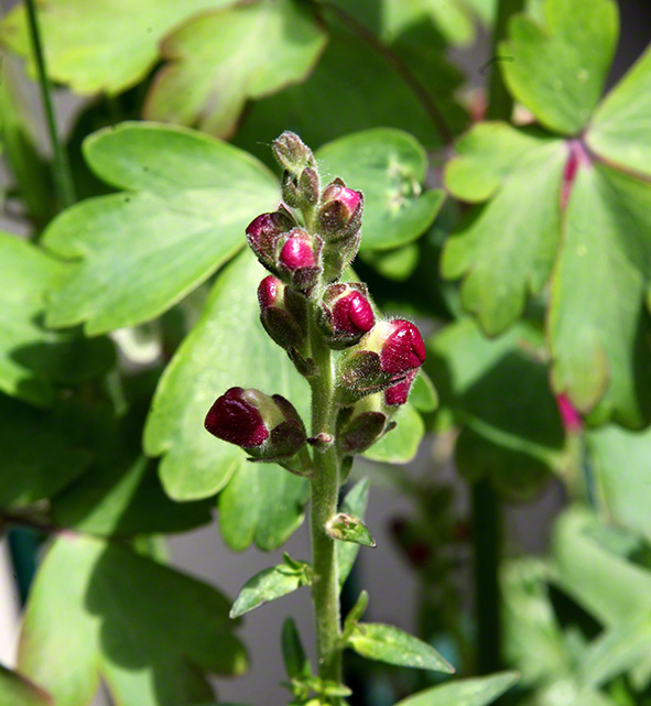 Sieveringer Garten Mai 2020