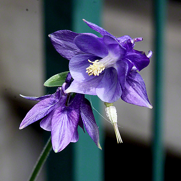 Sieveringer Garten Mai 2020