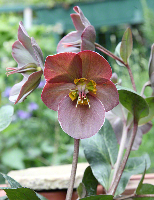 Sieveringer Garten Mai 2020