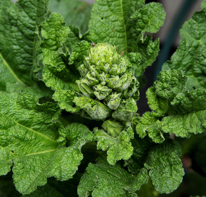 Sieveringer Garten Mai 2020
