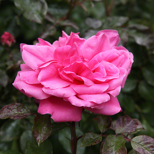 Sieveringer Garten Mai 2020