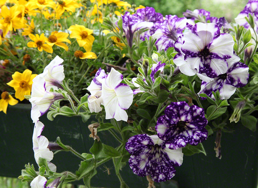 Sieveringer Garten Mai 2020