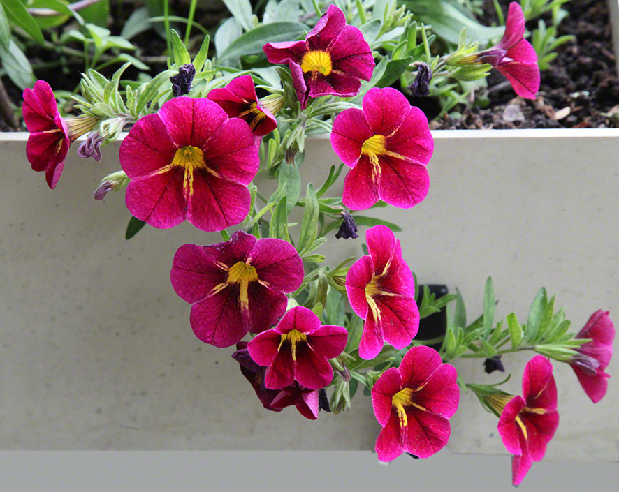 Sieveringer Garten Mai 2020