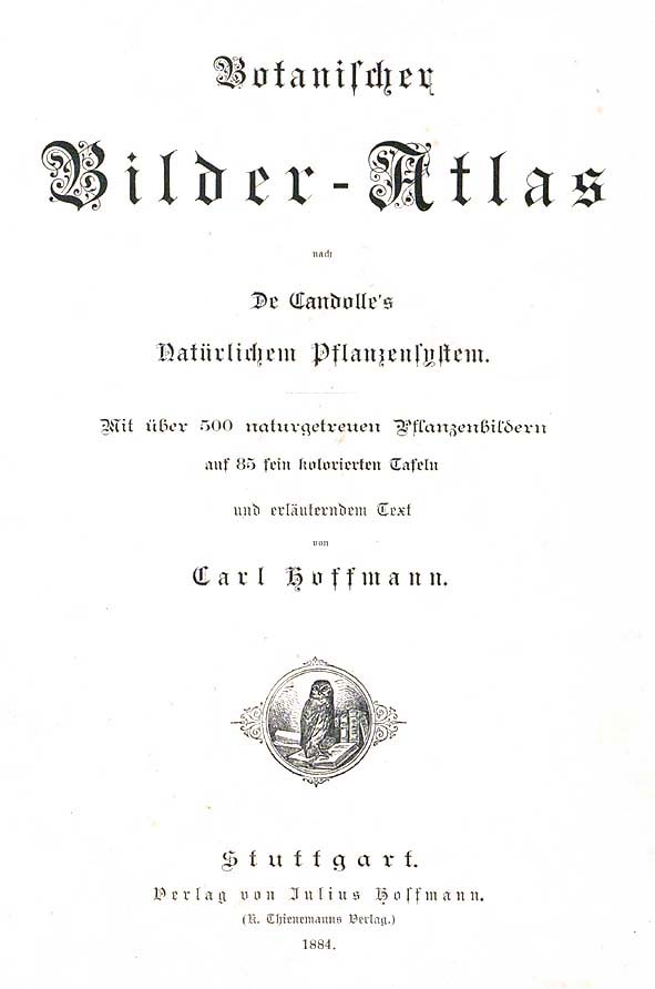 Hoffmann-Allium