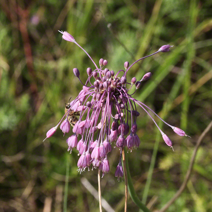 Allium