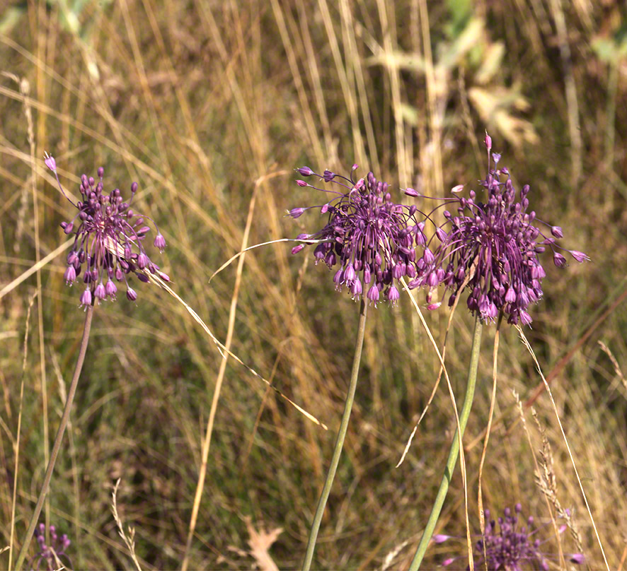 Allium