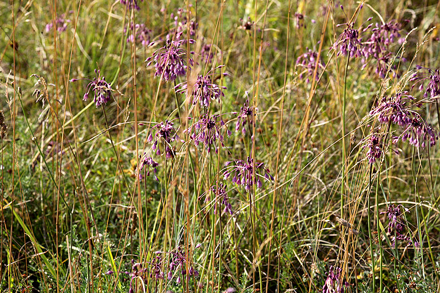 Allium