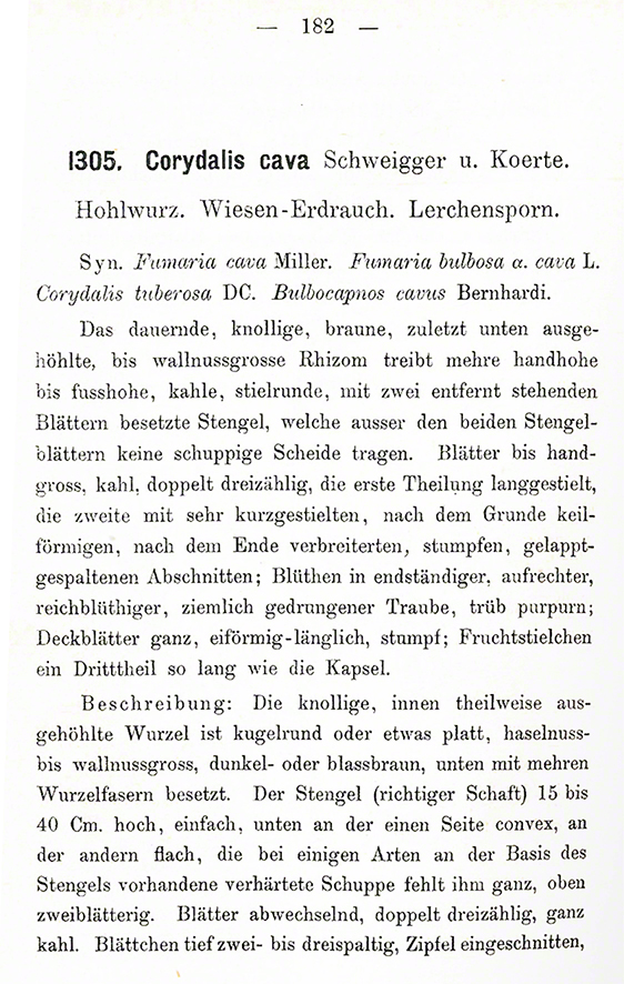 Schlechtendal