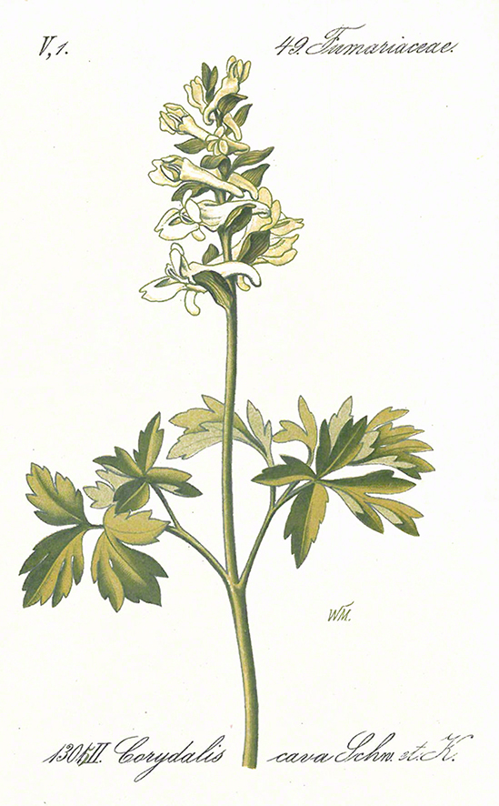 Schlechtendal