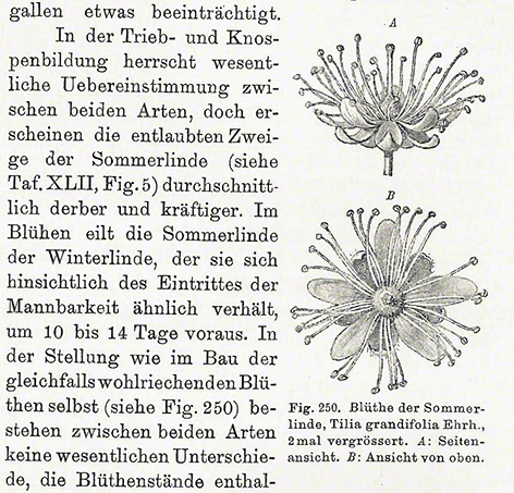 Sommerlinde