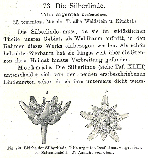 Silberlinde