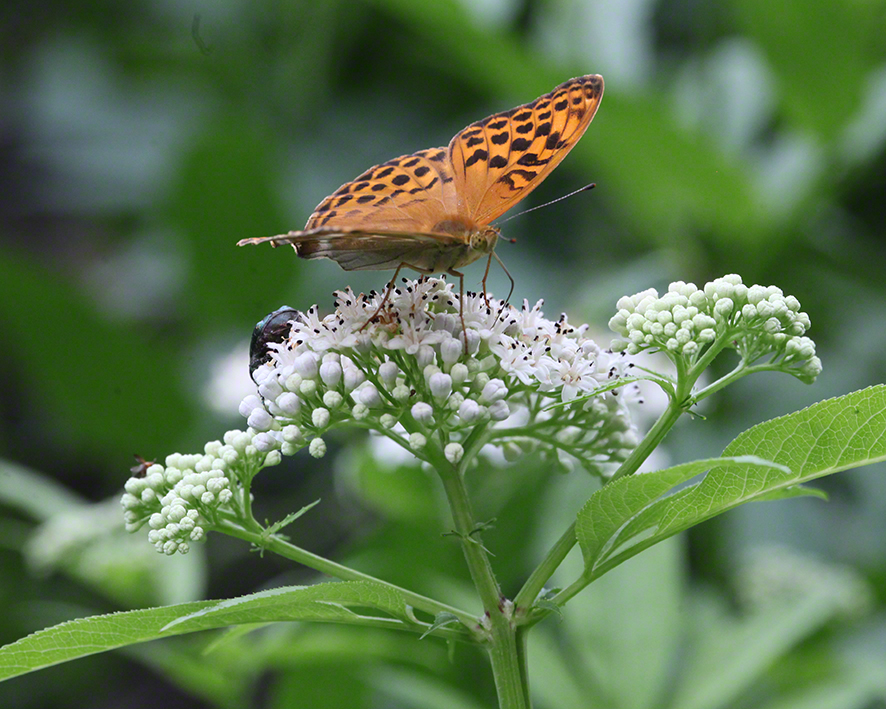 Falter Zwergholunder (Sambucus ebulus)